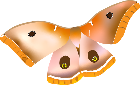 Polyphemus Moth